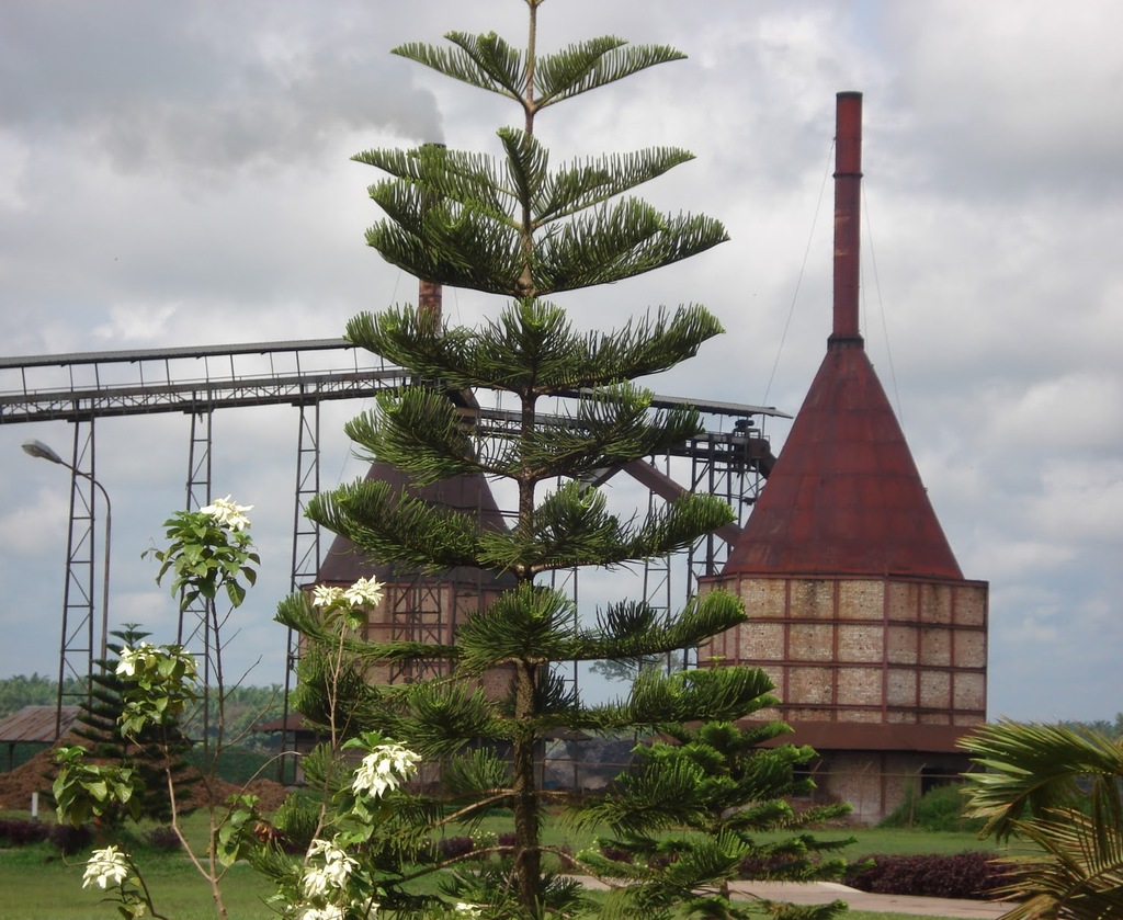 Incinerator Palm Ash